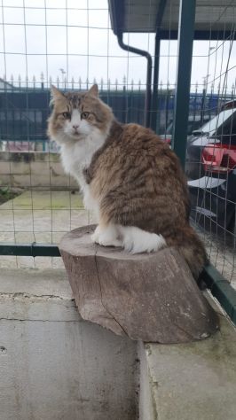 Regalo gattino meraviglioso