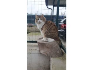 Regalo gattino meraviglioso