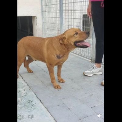 RED CERCA SALVEZZA CANE IN ADOZIONE - Foto 7