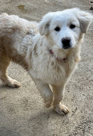 MAREMMANO INCR., 6 MESI (20/09/25), ADOR, AKON, ABEL E ALFIE, CERCANO CASA - Foto 4