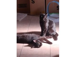 regalo gattini 5 mesi