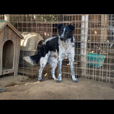 TOTÒ ADORABILE CERCA CASA, CANE IN ADOZIONE - Foto 8