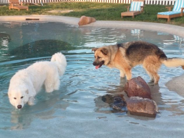 BUBU adozione del cuore per un cane giocoso - Foto 2