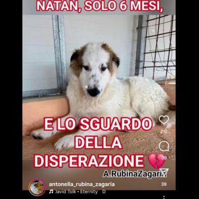 NATAN MERAVIGLIOSO CUCCIOLO IN ADOZIONE - Foto 4