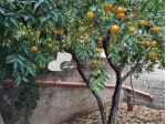 AMPIO LOCALE