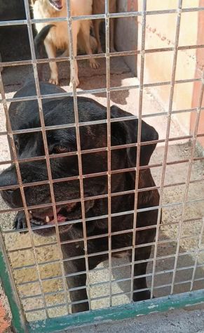 MILA CANE CORSO 5/6 ANNI E’ IN CANILE - Foto 3
