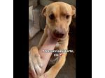 Il dolce Freesby cerca casa cane in adozione