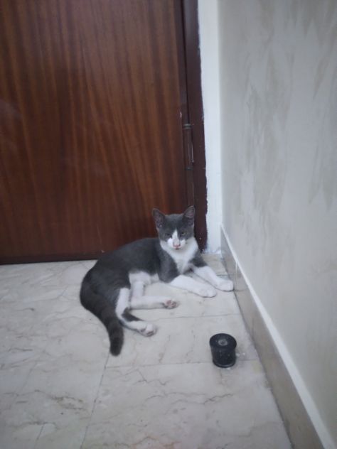 Gatti - Foto 4
