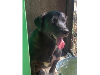 Trudy