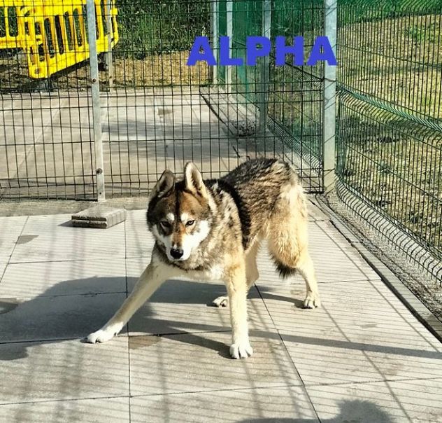 SKY e ALPHA meravigliosi husky - Foto 5