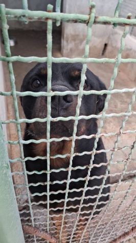 GORY ROTWEILLER 5 ANNI - Foto 4