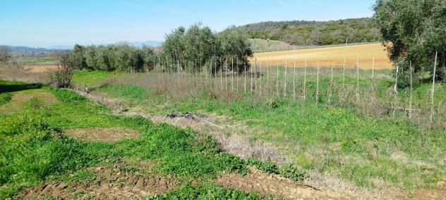 Casa singola in vendita a Cupi - Magliano in Toscana 250 mq Rif: 1245233 - Foto 9
