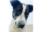 Speedy un cucciolone da sogno non ha ancora trovato casa