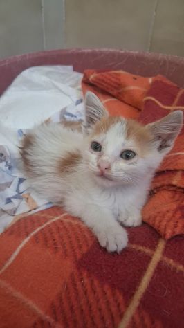 GATTINI DOLCISSIMI - Foto 2