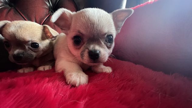 Cuccioli di Chihuahua - Fiumicino