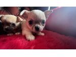 Cuccioli di Chihuahua   - Fiumicino
