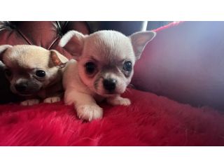 Cuccioli di Chihuahua   - Fiumicino