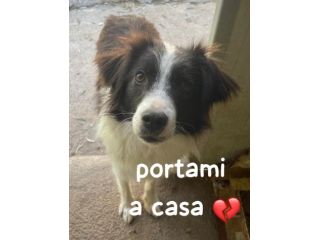 MANDY 3 ANNI 15 KG  SIMIL BORDER COLLIE