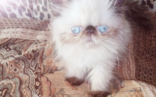 Cuccioli gatto Persiano - Foto 7