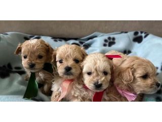 maltipoo cuccioli