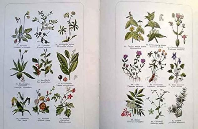 V.SINCOVICH ERBE E SALUTE Piante Ed.ADV Firenze, 1973 Collana:Manuali Vita Salut - Foto 2