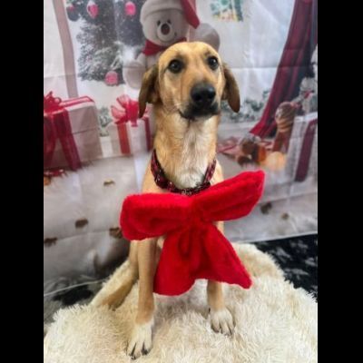 NIETZSCHE CUCCIOLO IN ADOZIONE Taglia medio contenuta 10 mesi - Foto 3