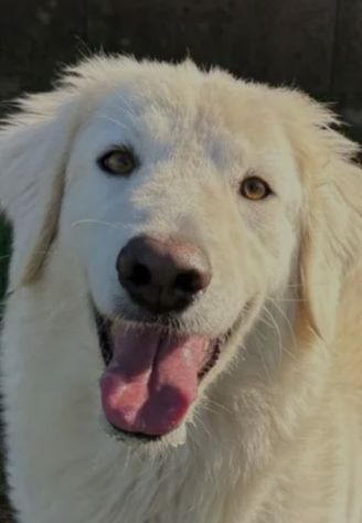NINFA, meravigliosa tenerezza, cagnolina in adozione, tg media.