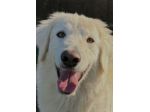 NINFA, meravigliosa tenerezza, cagnolina in adozione, tg media.