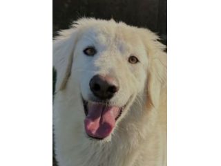 NINFA, meravigliosa tenerezza, cagnolina in adozione, tg media.