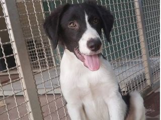 CUCCIOLI IN ADOZIONE