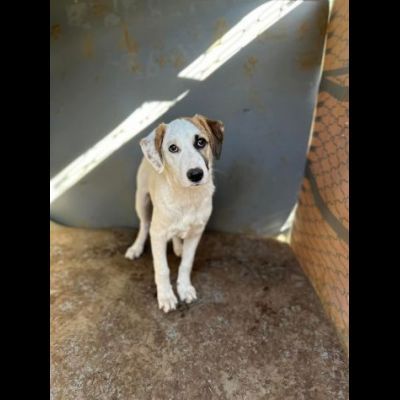 Cucciole in adozione - Foto 4