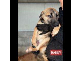 CUCCIOLI IN ADOZIONE: RANDY TENERO LUPETTO TG MEDIA