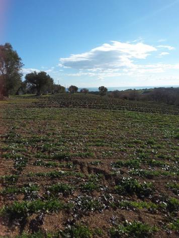 Agricolo in vendita a Cupra Marittima - Foto 12