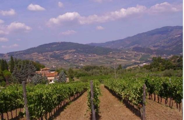 MASSETO - RUFINA -FIRENZE VENDESI COLONICA CON SUPER AZIENDA AGRICOLA - Foto 4