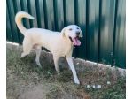 CAGNOLINO CERCA CASA