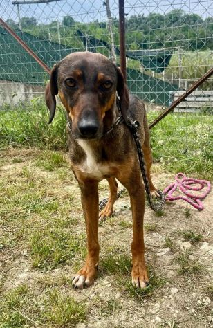 MELAMPO TIMIDO E REMISSIVO CAGNOLINO IN ADOZIONE - Foto 10
