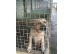 SYMON, dolcissimo cagnolone in cerca di adozione