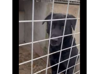 SIRIUS FANTASTICO MIX LABRADOR CANE IN ADOZIONE