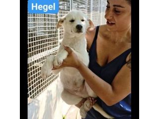 Marx , Freud, Hegel, Renée, cuccioli in adozione