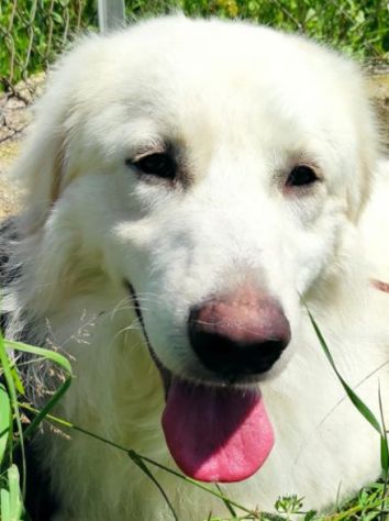 CANE DA ADOTTARE - Foto 5