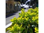 Hotel Tirreno S.a.s. di Damele Giovanni