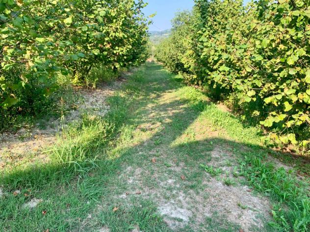 azienda agricola in vendita a Dogliani