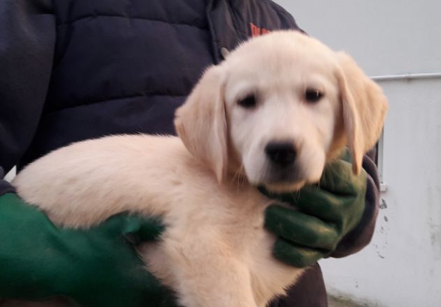 Cuccioli di Labrador con pedigree - Foto 4