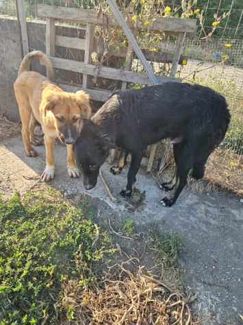 Carlo: timido, dolce, socievole, affettuoso - Foto 7