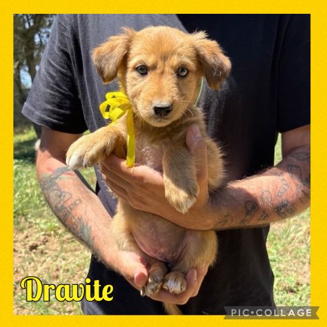 Regalo cuccioli taglia medio piccola - Foto 5