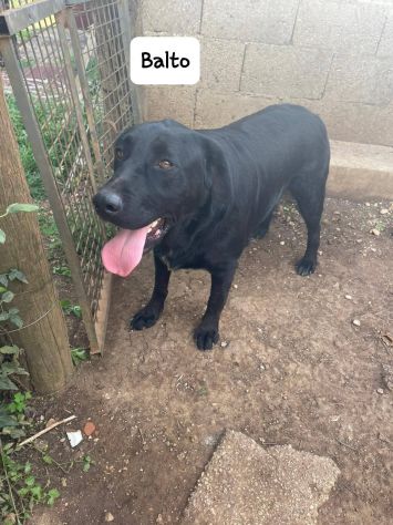 Balto simil labrador - Foto 5