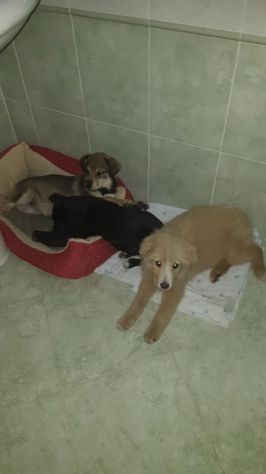Tre splendide cucciole taglia media - Foto 5