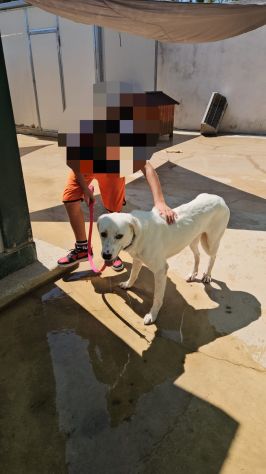 Kinder: dolcissimo, cerca nuova famiglia - Foto 7