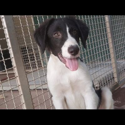 CUCCIOLI IN ADOZIONE - Foto 4