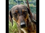 MELAMPO, OCCHIONI DOLCI, CAGNOLINO IN ADOZIONE